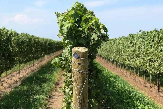 Private Wine & Charcuterie Tour (Customizable) - Private pickup in Niagara Falls and Niagara-On-The-Lake