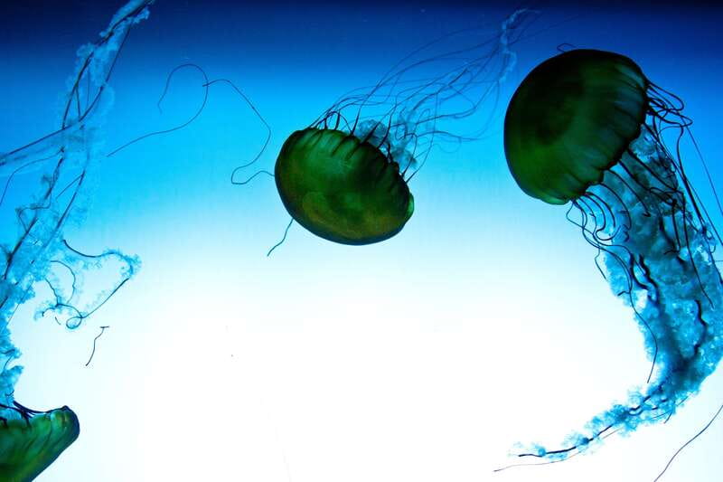 Quebec: Aquarium du Quebec Entry Ticket - Key highlights at a glance