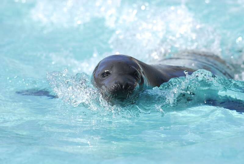 Quebec: Aquarium du Quebec Entry Ticket - Start at the entrance and set your route around the big hits
