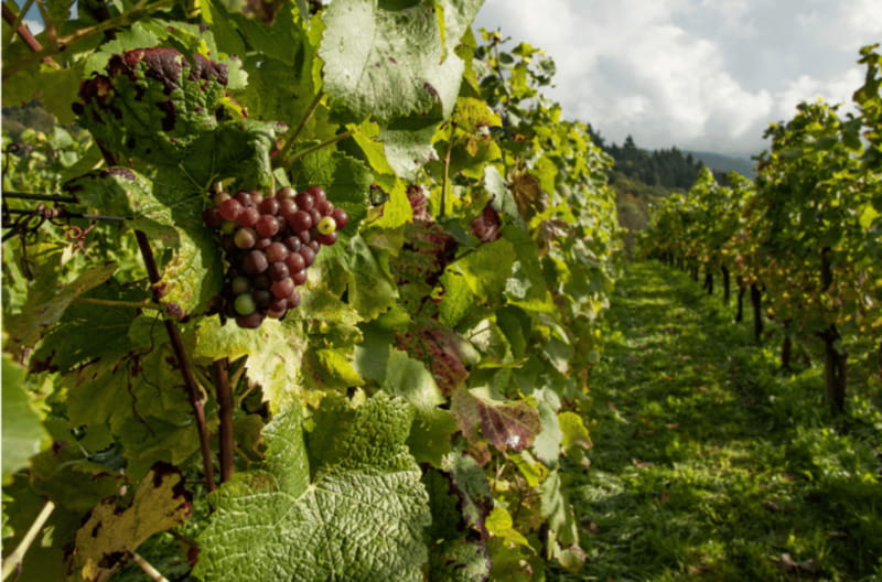 Quebec City: Island of Orleans Wine Tour - Stop two, Le Vignoble du Mitan: variety in style, plus one caution