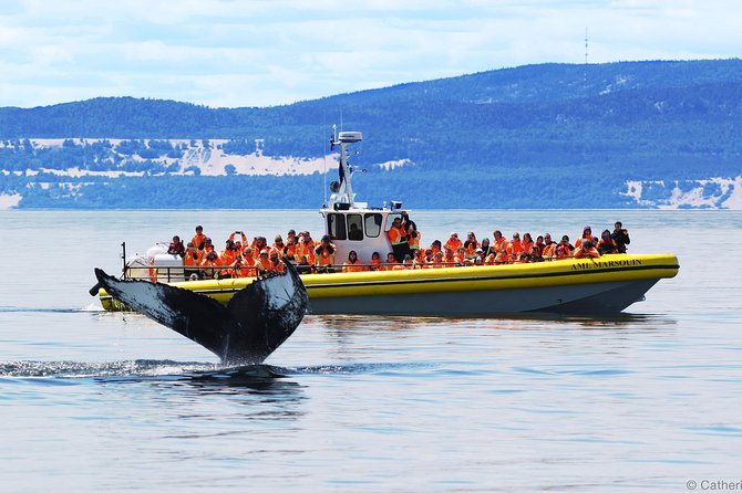 Québec City: Whale Watching Tour with Bus Transportation - Key Points Before You Go