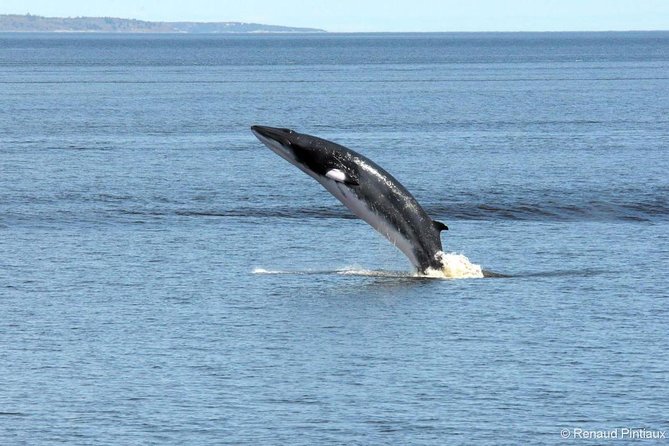 Québec City: Whale Watching Tour with Bus Transportation - Choosing the Boat: AML Grand Fleuve Comfort vs Zodiac Closeness