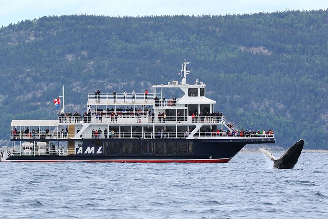 Québec City: Whale Watching Tour with Bus Transportation - The Bus Ride: What You’ll See and How to Make It Easier