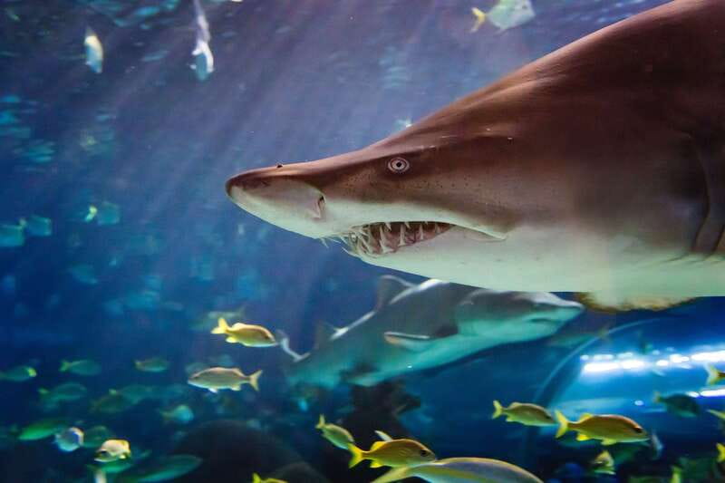 Ripley's Aquarium: Sharks After Dark Entry (After 5PM) - Key points to know before you go