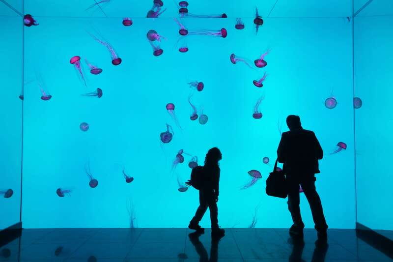 Ripley's Aquarium: Sharks After Dark Entry (After 5PM) - How Sharks After Dark changes the aquarium experience in Toronto