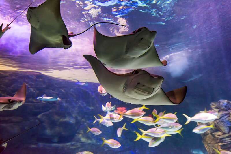Ripley's Aquarium: Sharks After Dark Entry (After 5PM) - Your 2-hour evening visit: where to start for the best flow
