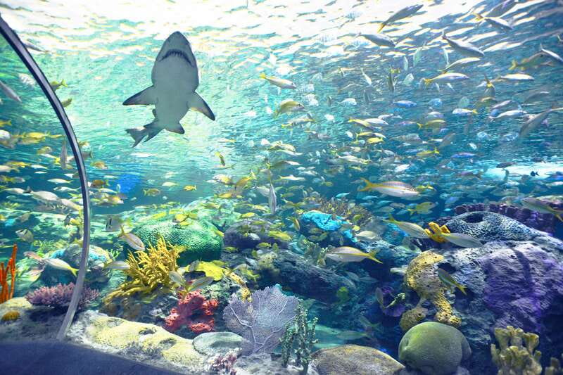 Ripley's Aquarium: Sharks After Dark Entry (After 5PM) - Nine galleries and 20,000 animals: what you actually see