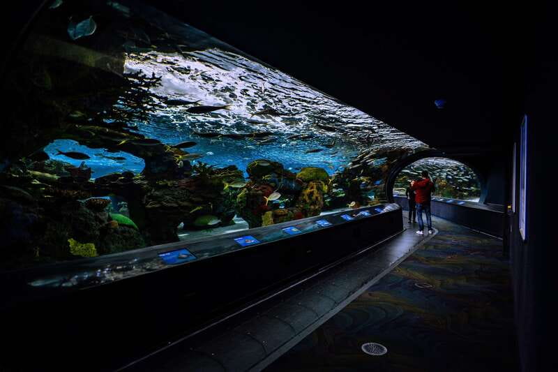 Ripley's Aquarium: Sharks After Dark Entry (After 5PM) - Stingray touch pools: hands-on, memorable, and worth planning for