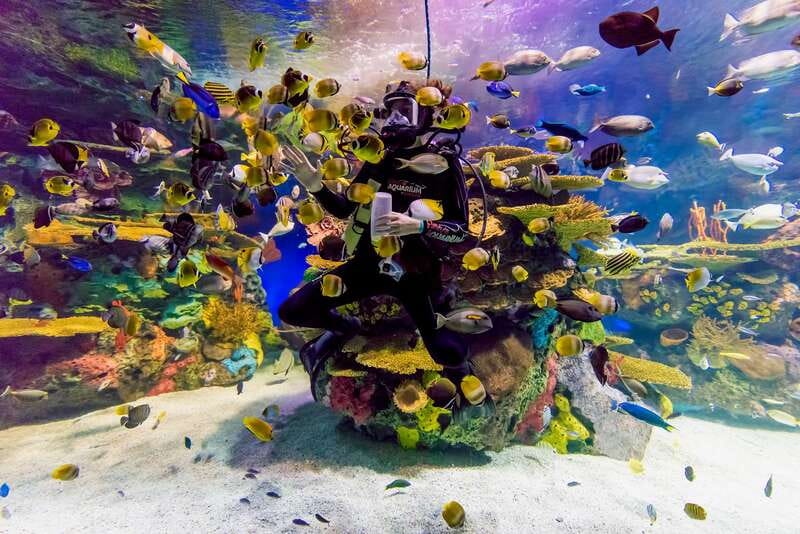 Ripley's Aquarium: Sharks After Dark Entry (After 5PM) - Jazz Fridays on the second Friday: music inside the aquarium