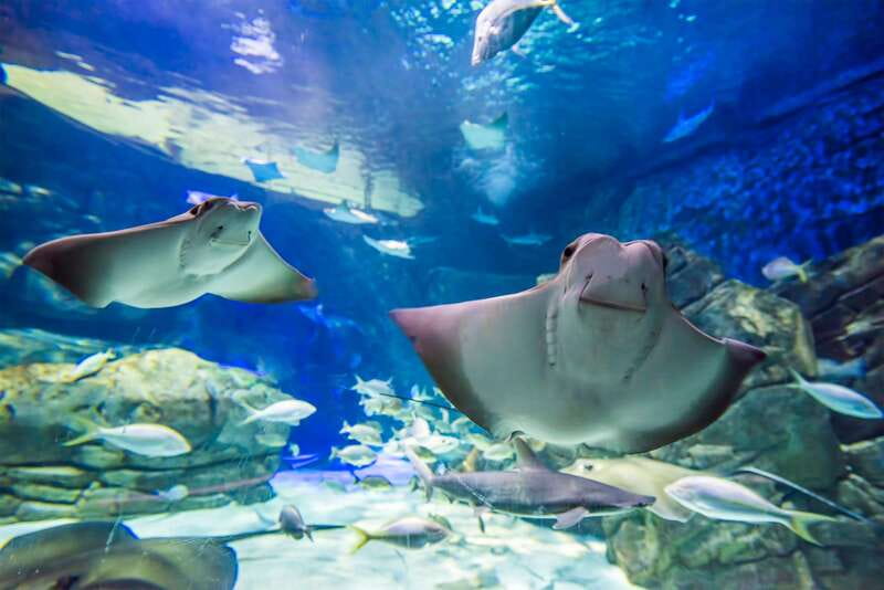Ripley's Aquarium: Sharks After Dark Entry (After 5PM) - Food and drinks rules, and where you can take a break