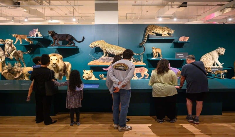 Royal Ontario Museum Revealed: A Guided Tour Through History - Key highlights worth your attention