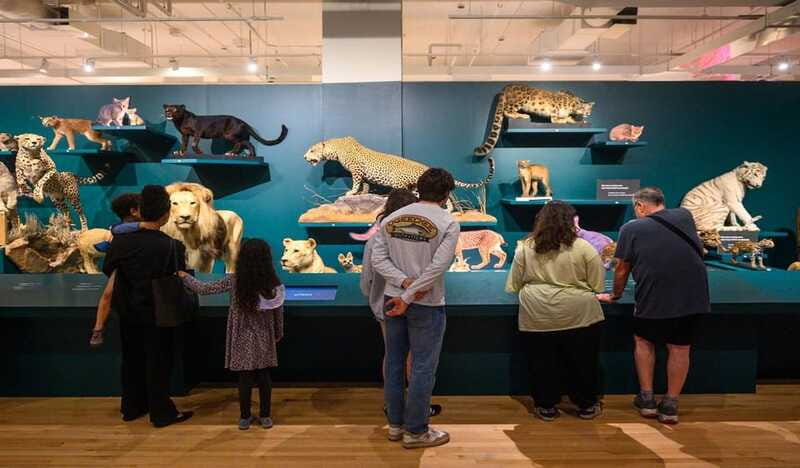 Royal Ontario Museum Revealed: A Guided Tour Through History - Price and value: is $64 fair for what you get?