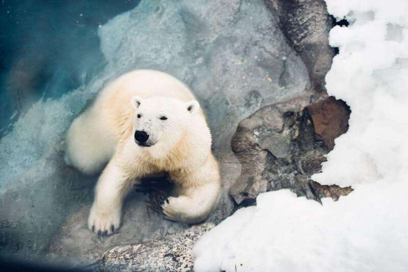 Saint Felicien: Admission to Zoo Sauvage - First impressions: a winter zoo that actually feels built for winter