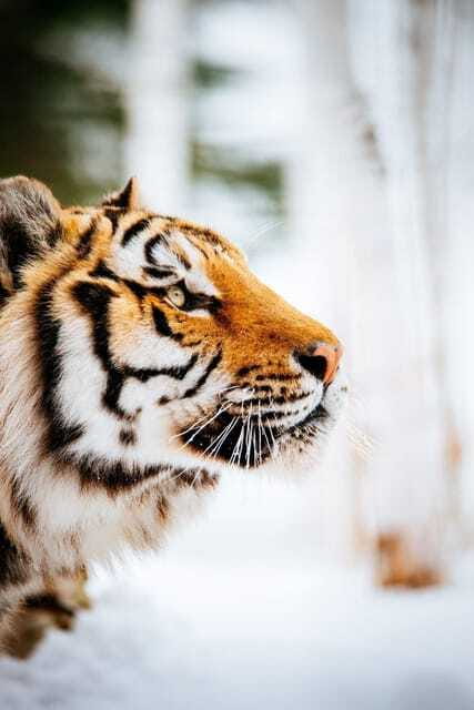 Saint Felicien: Admission to Zoo Sauvage - Included extras that make the day feel complete
