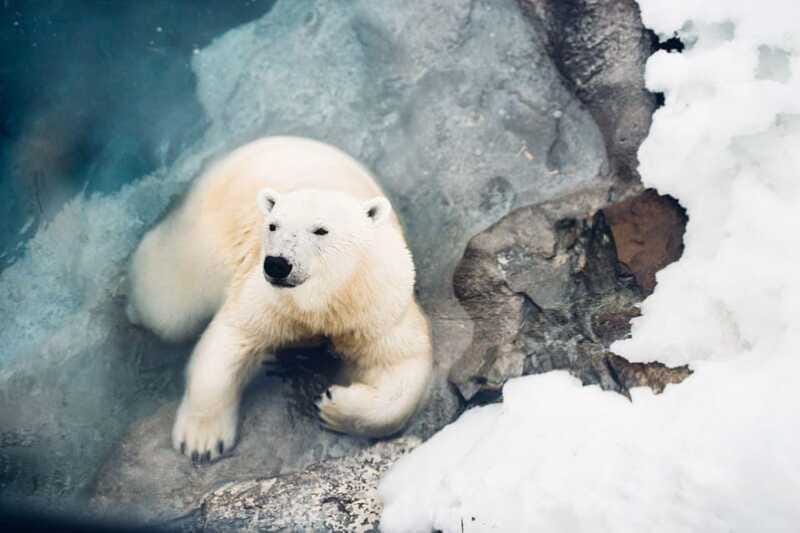 Saint Felicien: Admission to Zoo Sauvage - Logistics for a smooth winter visit (without making it complicated)