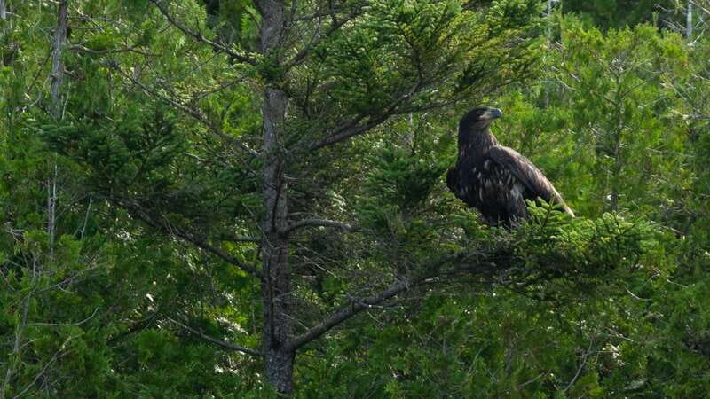 Saint John River: River Relics Kayak Tour - Quick highlights worth getting excited about