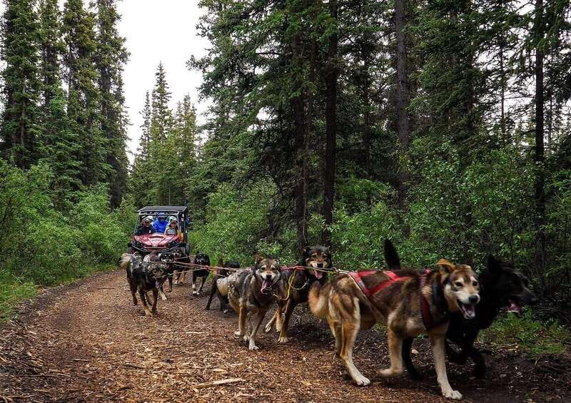 Skagway: Yukon Dog Mushing & Sightseeing Tour - Dog mushing with premier Iditarod training huskies