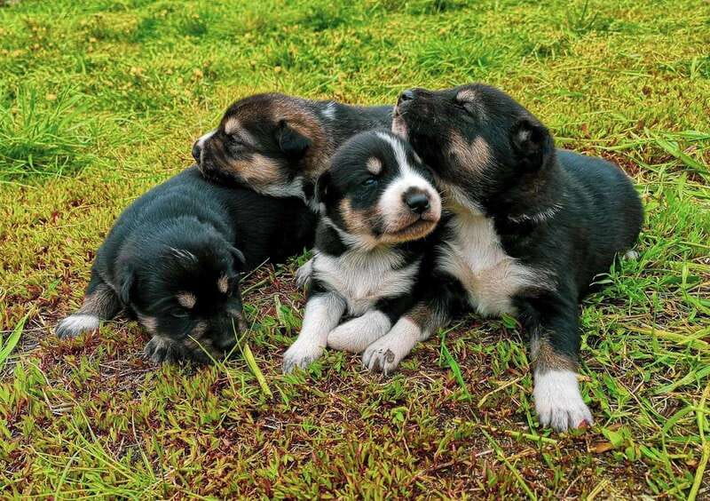 Skagway: Yukon Dog Mushing & Sightseeing Tour - Wildlife spotting: what you might see, and why patience matters