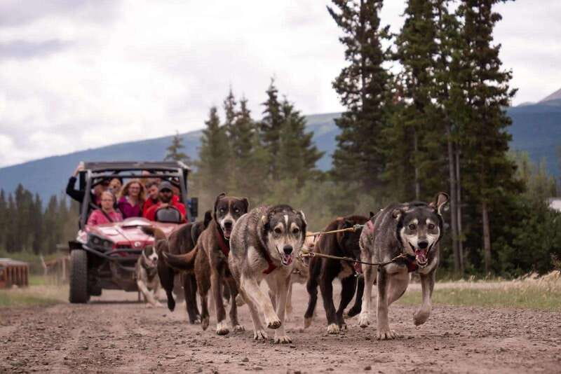 Skagway: Yukon Dog Mushing & Sightseeing Tour - Price and value: is $208 reasonable for a half-day?