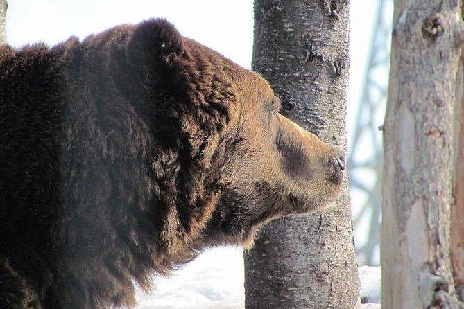 Small Group Tour: Capilano Suspension Bridge and Grouse Mountain from Vancouver - The Real Timing: How a Guided Small Group Helps (and Where It Can Feel Tight)