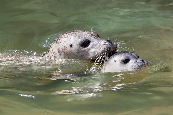 Snorkel, Kayak, and Seal Adventure: Vancouver Boat Tour - Price and Value: Is $105.10 Worth It?