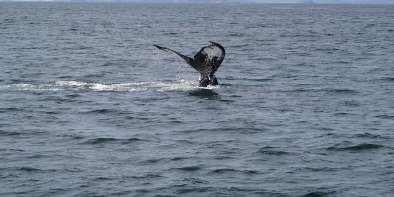 St Johns Premium Tour with Iceberg Quest Boat Cruise - Iceberg Quest cruise: the main event from the water