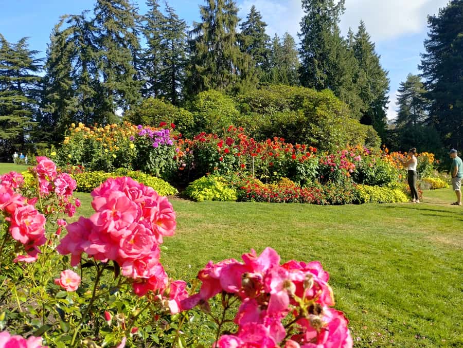 Stanley Park Tour by Car:Small Group Value,See More,Pay Less - Hollow Tree, Third Beach, and the Lost Lagoon loop