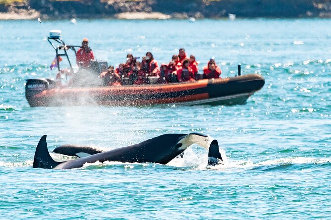 Summer Whale Watching Tour in a Zodiac Boat in Victoria - Why This Zodiac Whale Watch Feels Better Than Bigger Boats