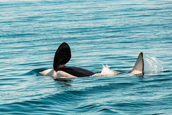 Summer Whale Watching Tour in a Zodiac Boat in Victoria - Key Highlights That Actually Matter for Your Day