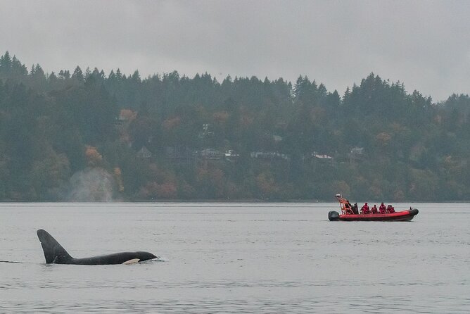 Summer Whale Watching Tour in a Zodiac Boat in Victoria - Race Rocks Ecological Reserve: Where the Marine Life Gets Serious