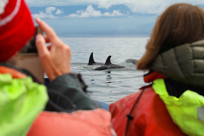 Summer Whale Watching Tour in a Zodiac Boat in Victoria - Your Survival Suit: Warmth Help, Not a Magic Bubble