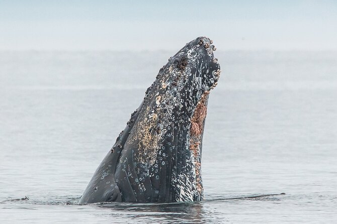 Summer Whale Watching Tour in a Zodiac Boat in Victoria - Fort Rodd Hill and Fisgard Lighthouse: The Quick Start You Shouldn’t Skip
