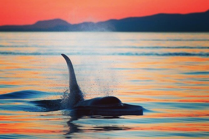 Sunset Whale and Wildlife Adventure in Cowichan Bay - Key highlights you’ll notice right away