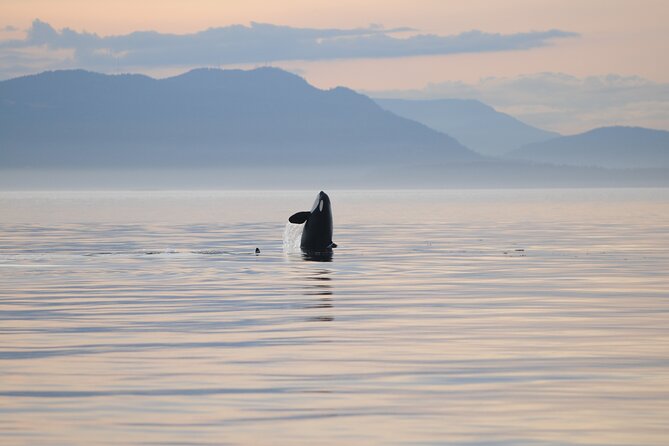 Sunset Whale and Wildlife Adventure in Cowichan Bay - Price and what you’re really paying for