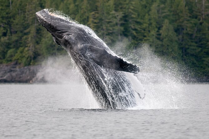 Sunset Whale and Wildlife Adventure in Cowichan Bay - The fast boat segments: exciting, but plan your expectations
