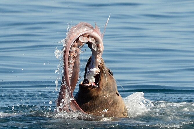 Sunset Whale and Wildlife Adventure in Cowichan Bay - Wildlife spotting at work: what you can realistically hope to see