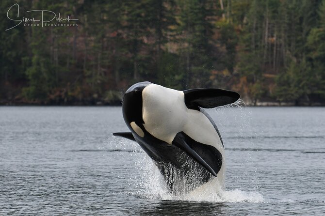 Sunset Whale and Wildlife Adventure in Cowichan Bay - Seal and reef moments: why the smaller stops matter