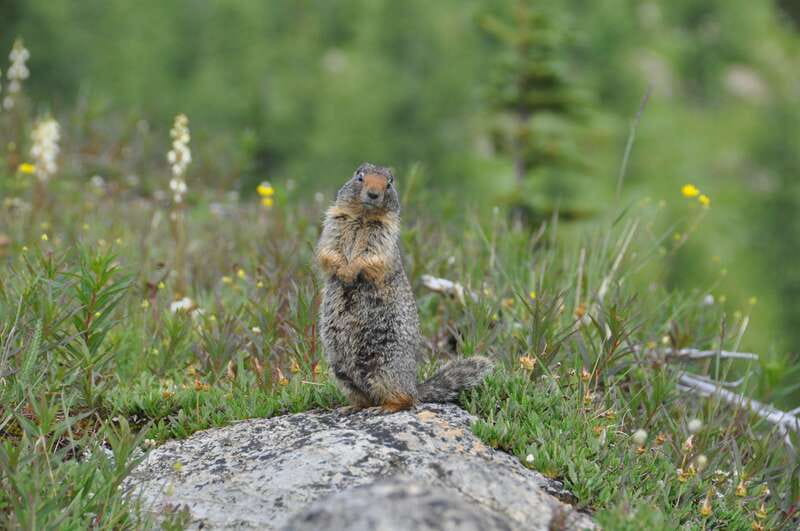 Sunshine Meadows Daily Guided Hike with Gondola - Gondola to Sunshine Village: why the lift is the secret sauce