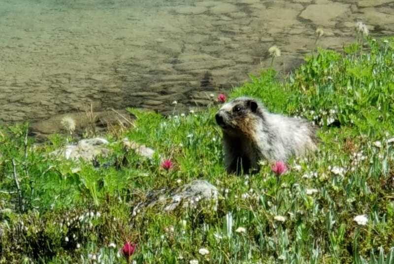 Sunshine Meadows Daily Guided Hike with Gondola - The hike plan: 12 km roundtrip, 5 to 6 hours, about 300 m gain