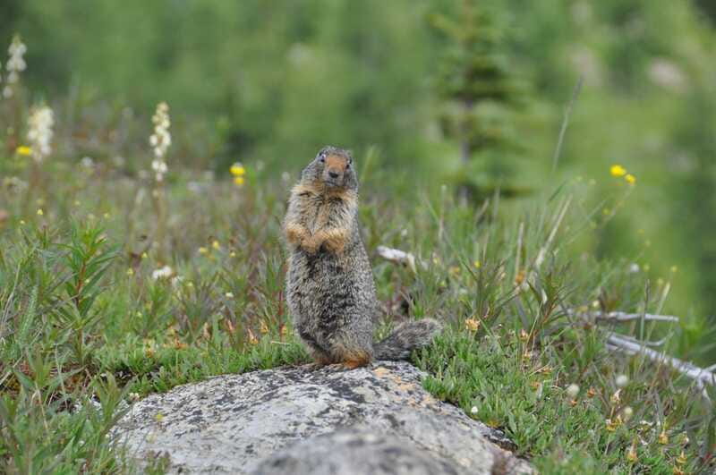 Sunshine Meadows Daily Guided Hike with Gondola - The guide experience: interpretive pacing and real mountain talk