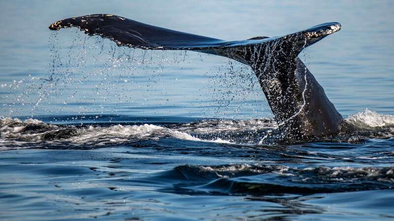 Tadoussac/Charlevoix: 3-Hour Whale Watching Boat Tour - Key highlights to know before you go