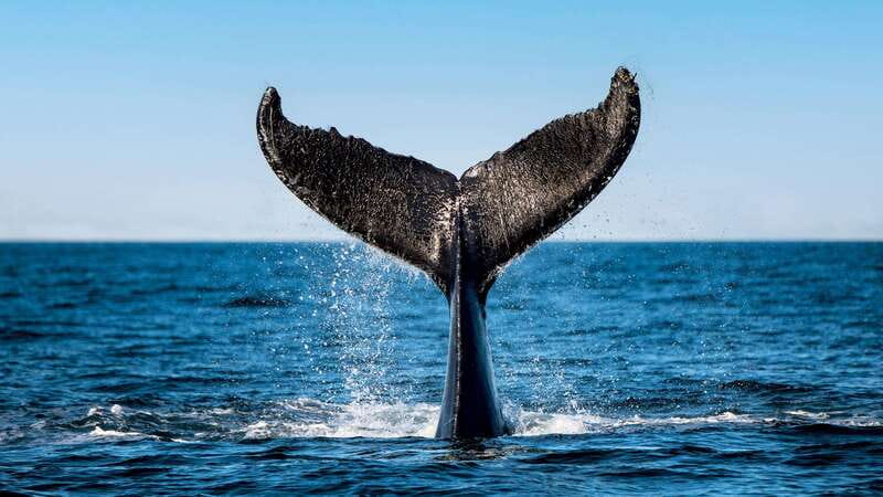 Tadoussac/Charlevoix: 3-Hour Whale Watching Boat Tour - Deck vs. glazed interior: the best way to watch and photograph