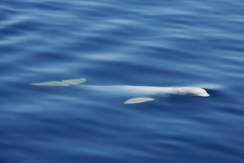 Tadoussac/Charlevoix: 3-Hour Whale Watching Boat Tour - The bilingual naturalist narration: what you should listen for