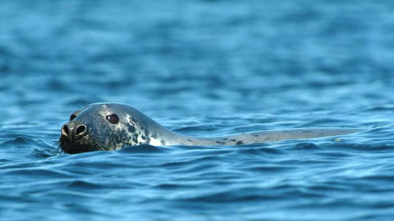 Tadoussac/Charlevoix: 3-Hour Whale Watching Boat Tour - VIP and Upper Deck Access: does the upgrade make sense?