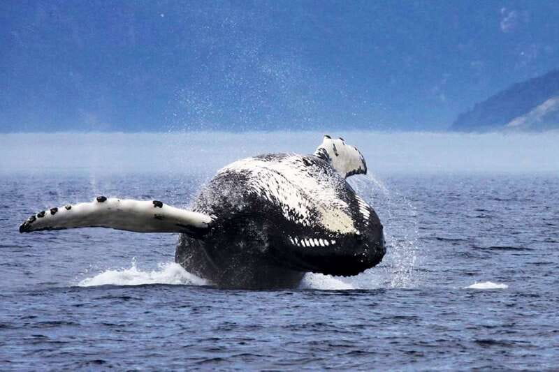 Tadoussac/Charlevoix: 3-Hour Whale Watching Boat Tour - Food, bistro basics, and what to plan for at sea