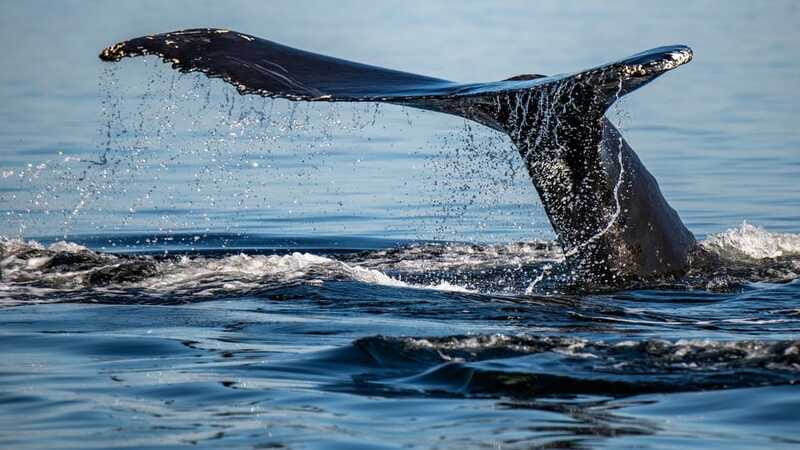 Tadoussac/Charlevoix: 3-Hour Whale Watching Boat Tour - What to wear for whale watching in Quebec fjord wind