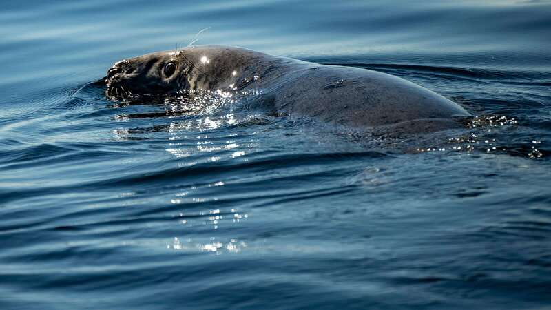 Tadoussac/Charlevoix: 3-Hour Whale Watching Boat Tour - 3 hours on the water: how the timing actually works