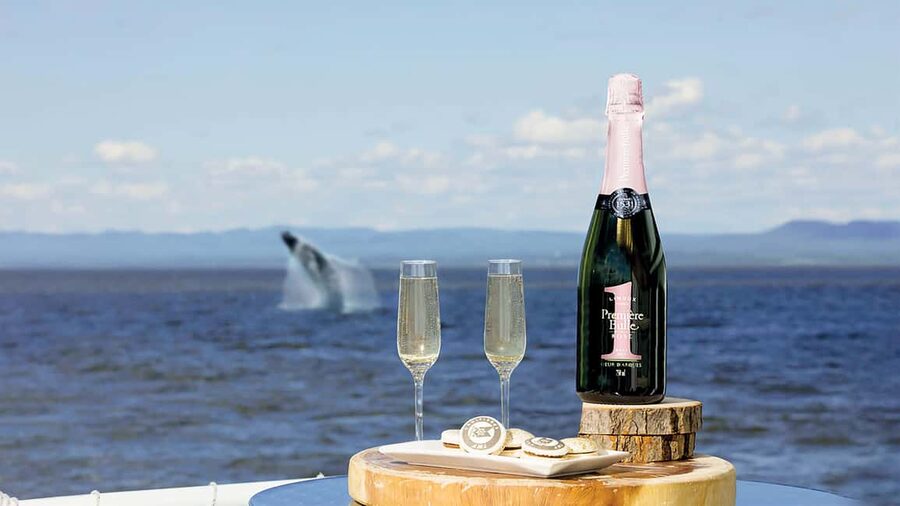 Tadoussac/Charlevoix: VIP Lounge OR UpperDeck Whale Watching - Tadoussac Whale Watching, but With VIP Viewing Built In