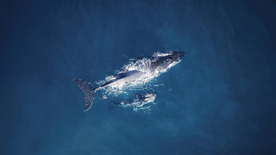 Tadoussac/Charlevoix: VIP Lounge OR UpperDeck Whale Watching - Price and Value at $160 for 3 Hours