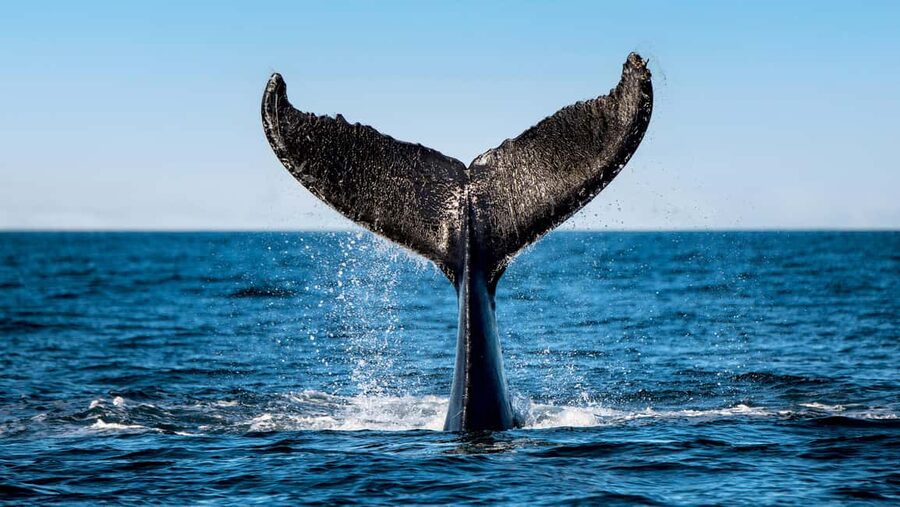 Tadoussac/Charlevoix: VIP Lounge OR UpperDeck Whale Watching - Comfort on Board: Temperature Control, Reserved Space, and Better Waiting